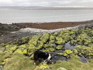 mossy stones with a dog sniffing around them, all looking over the water