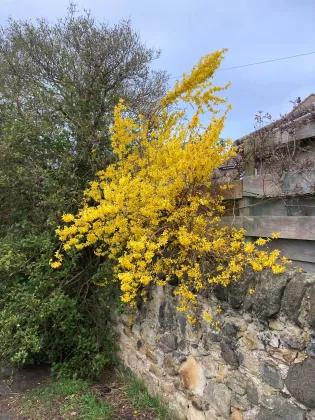 a bush of yellow leaves growing from an old brick wall