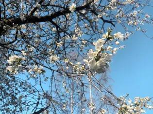 White Cherry Blossom Tree