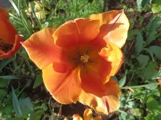 Close up of a flower