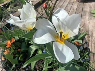 2 flowers with white petals and yellow stigmas