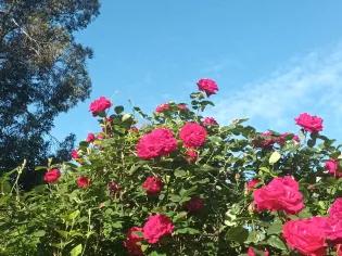 a rose bush