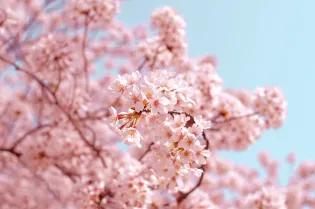 cherry blossom tree branches in bloom