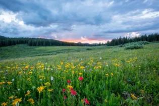 a spring meadow