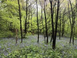 a forest with lilac flowers growing