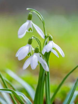 a snowdrop
