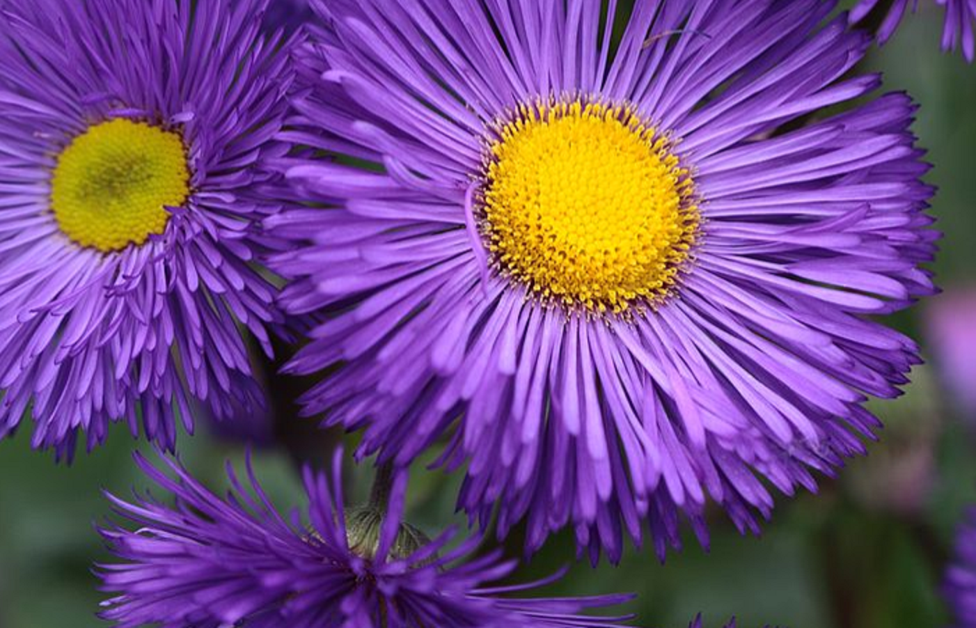 Photograph of two purple and yellow flowers