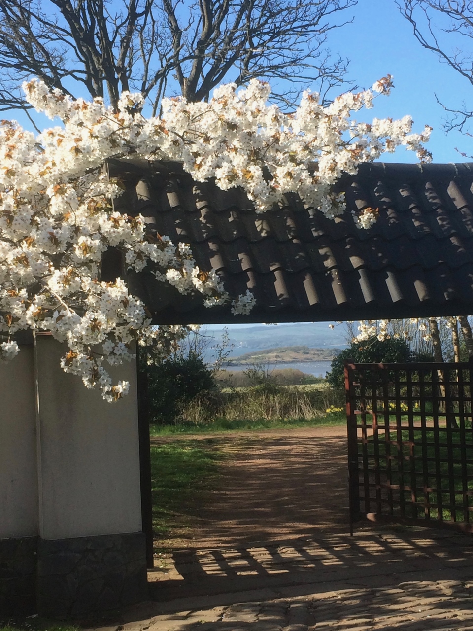 Photo of a gate with trees and white flowers hanging over the gate. Through the open gate there is a yard, trees and bushes and beyond there is water in the distance 