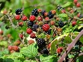 Photograph of black and red berries in amongst the green plants 