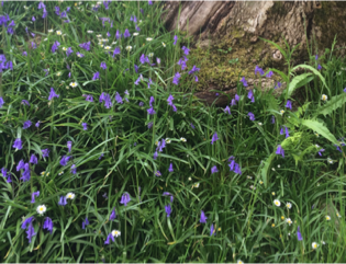 Photograph of blue spring flowers surrounded by grass