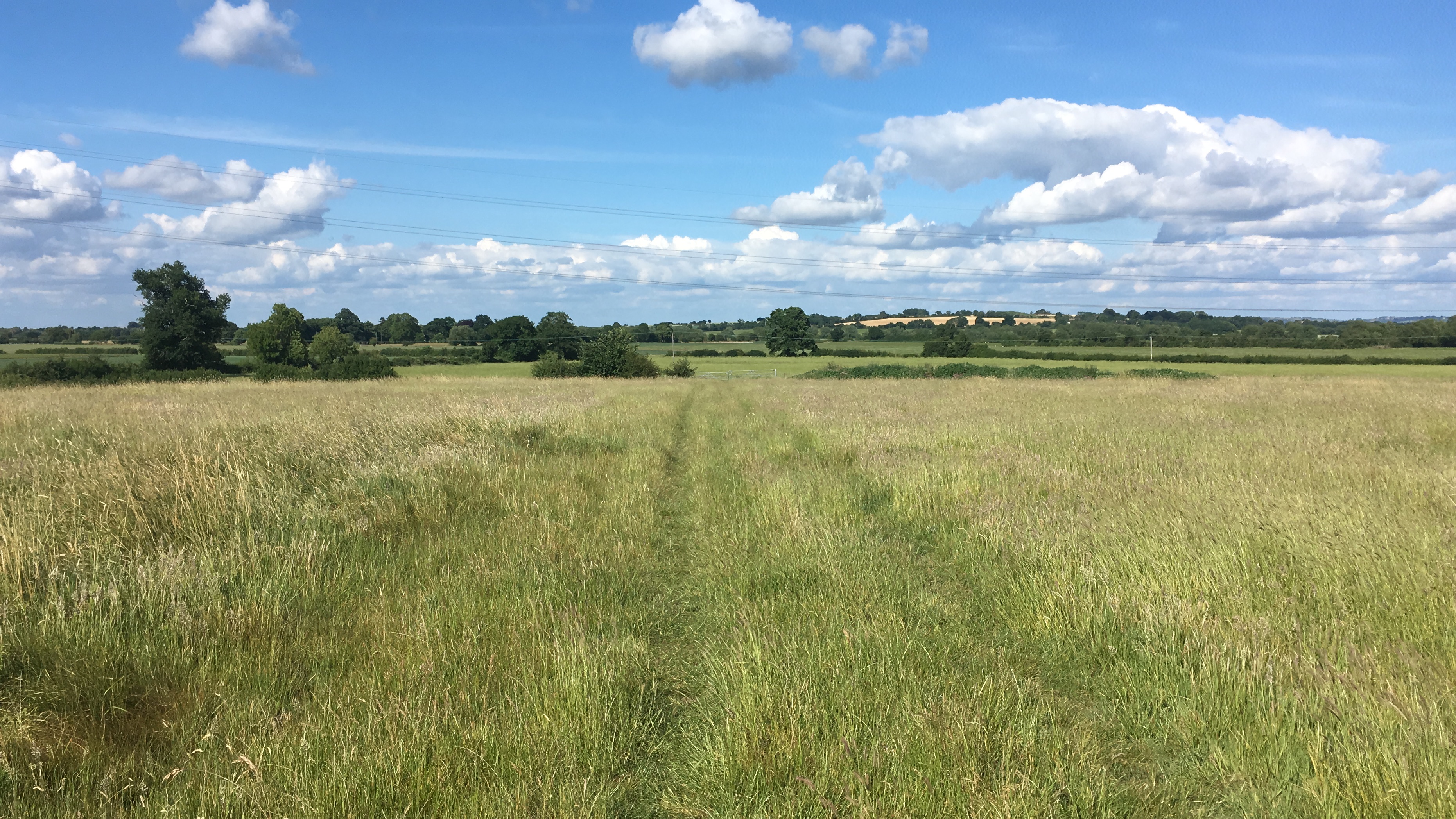 Image of a field with tall grass, trees on the horizon and blue sky overhead. 