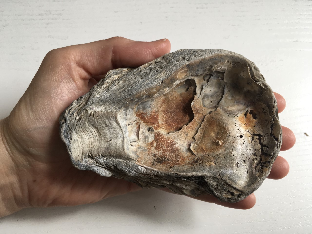 Photograph of an oyster shell in someone's hand 