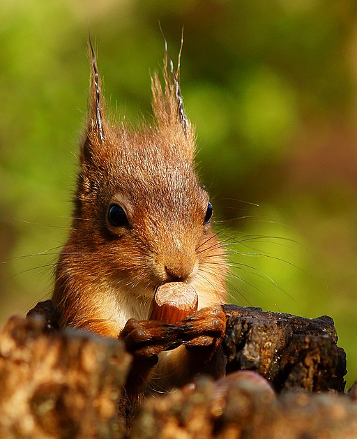 Photograph of a red squirrel holding a hazelnut