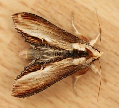 Photograph of a Mullein moth on a brown table.