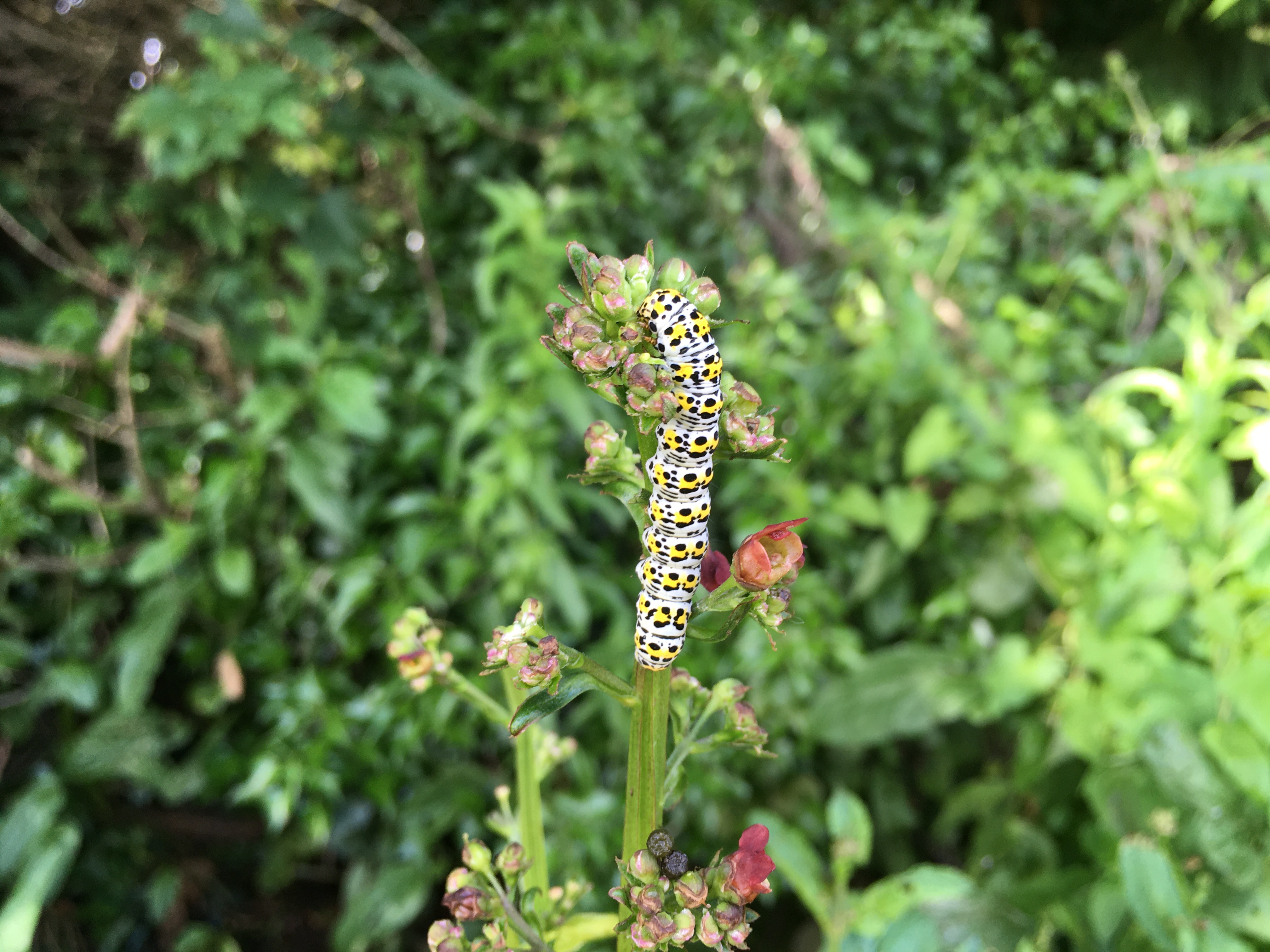 A photograph of a yellow and black spotted caterpillar climbing a tall green plant. 