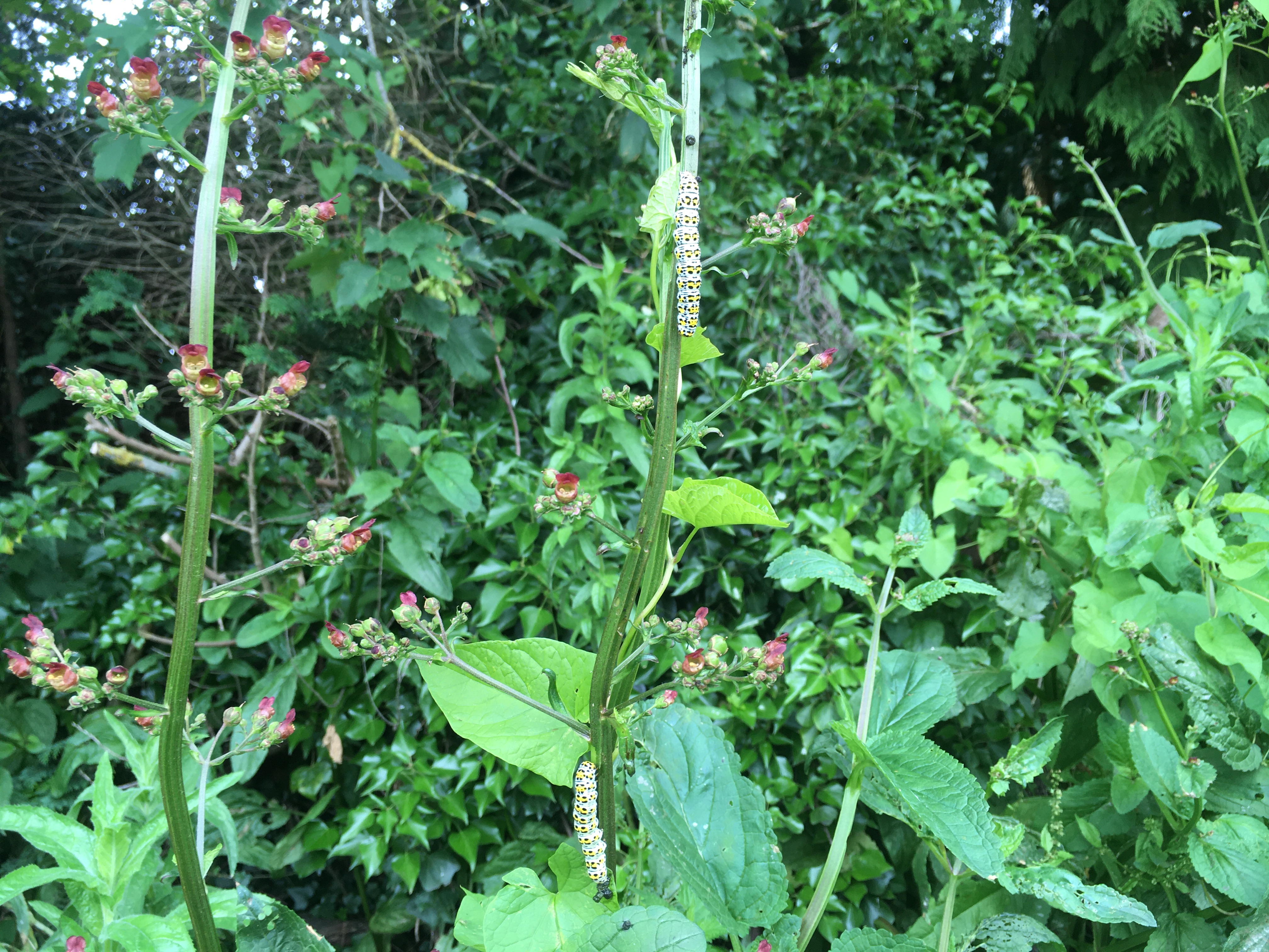 A photograph of a yellow and black spotted caterpillar climbing a common figwort. 