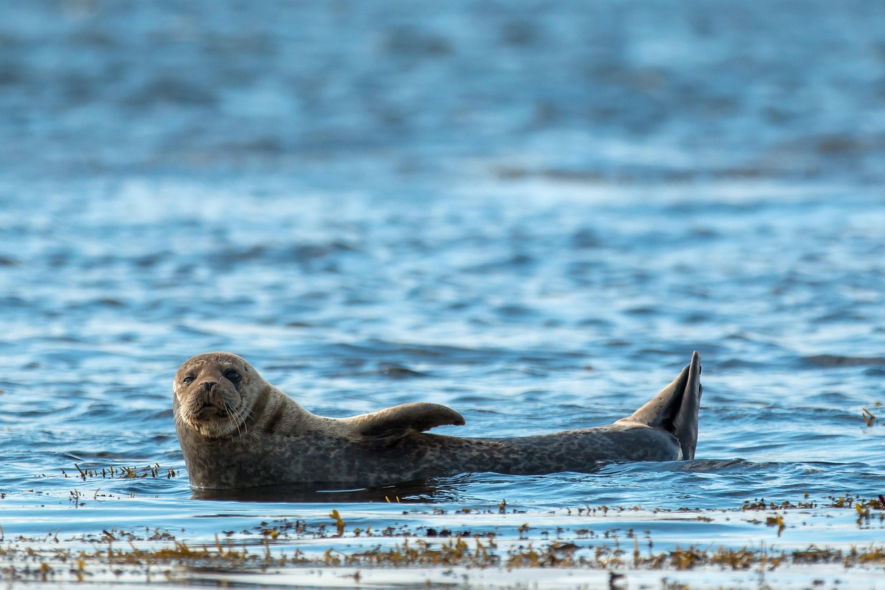 A seal in the water close to the edge of a beach