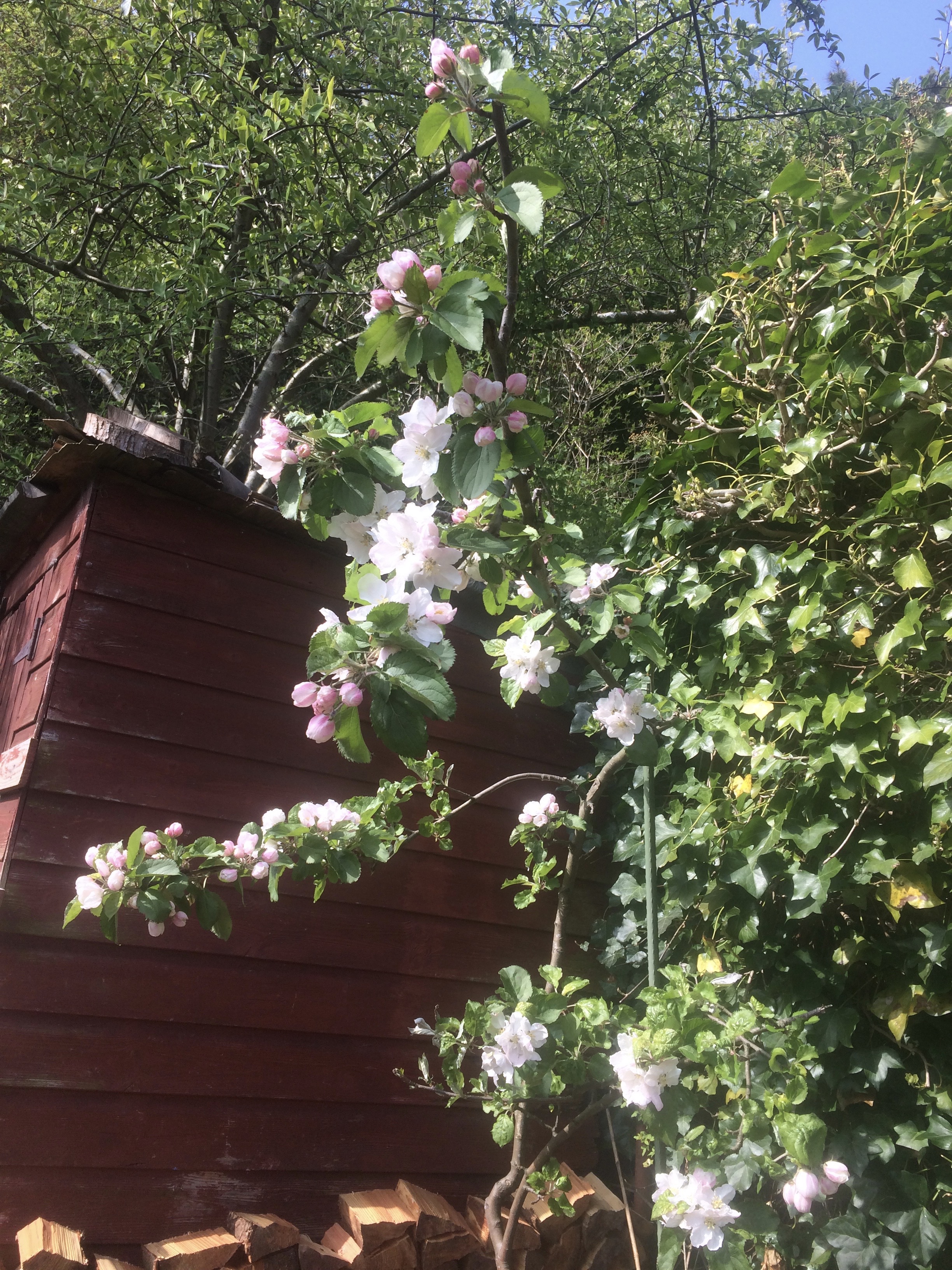 Photograph of white apple blossom, with other trees around it and to the left of the apple blossom is a red shed. 