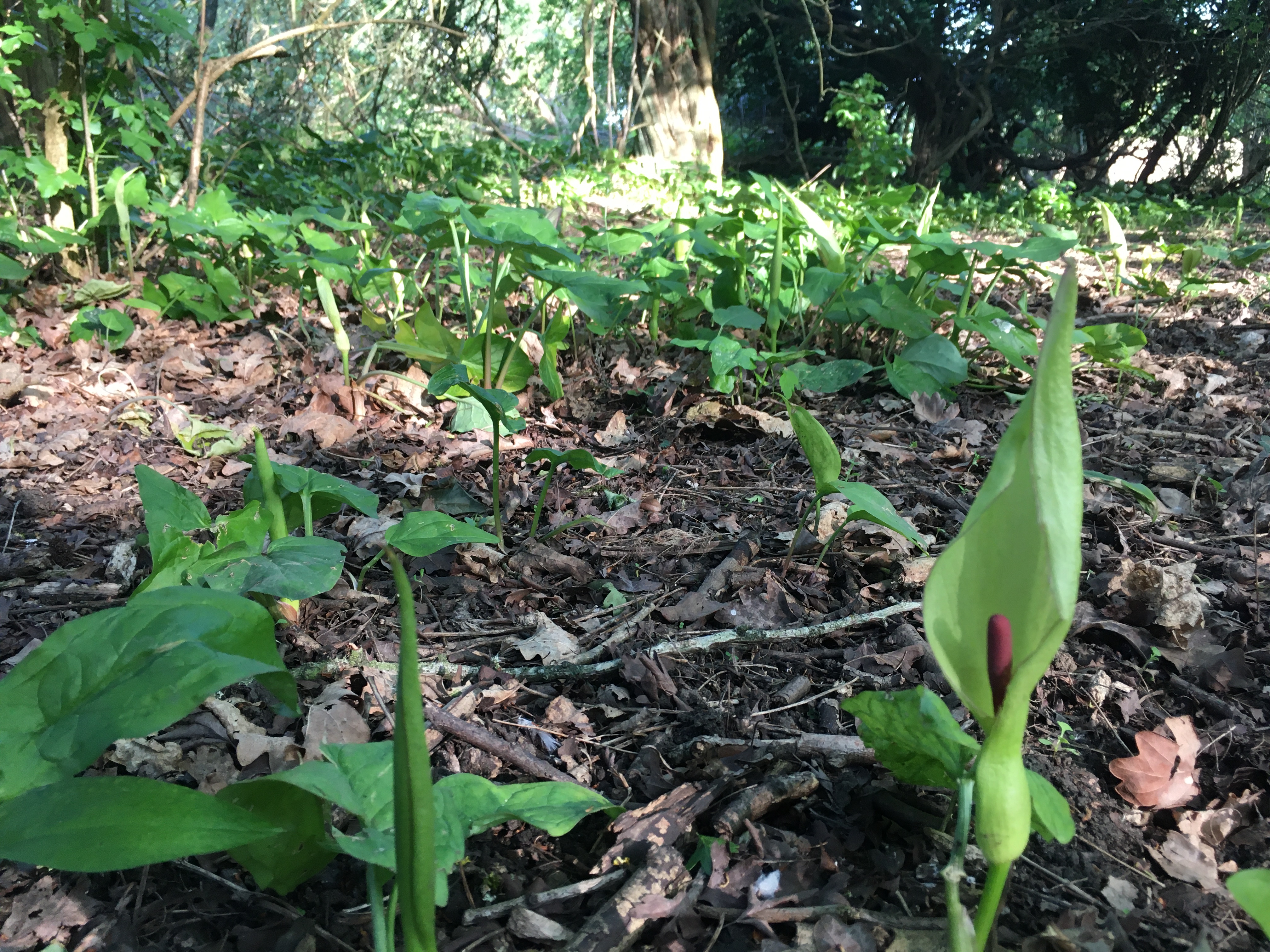 Photograph of the plants, Arums, growing in amongst the soil