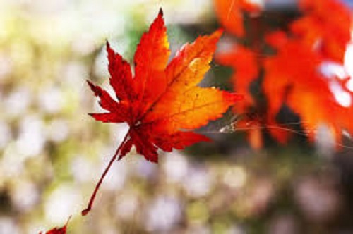 Photograph of a red and orange leaf