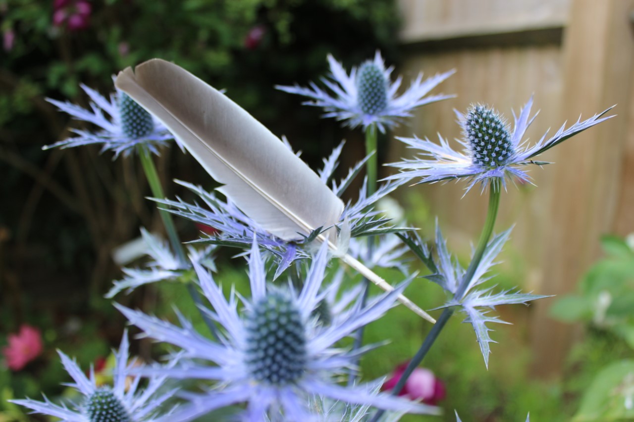 Photograph of sea holly and a grey feather that has landed on the sea holly.