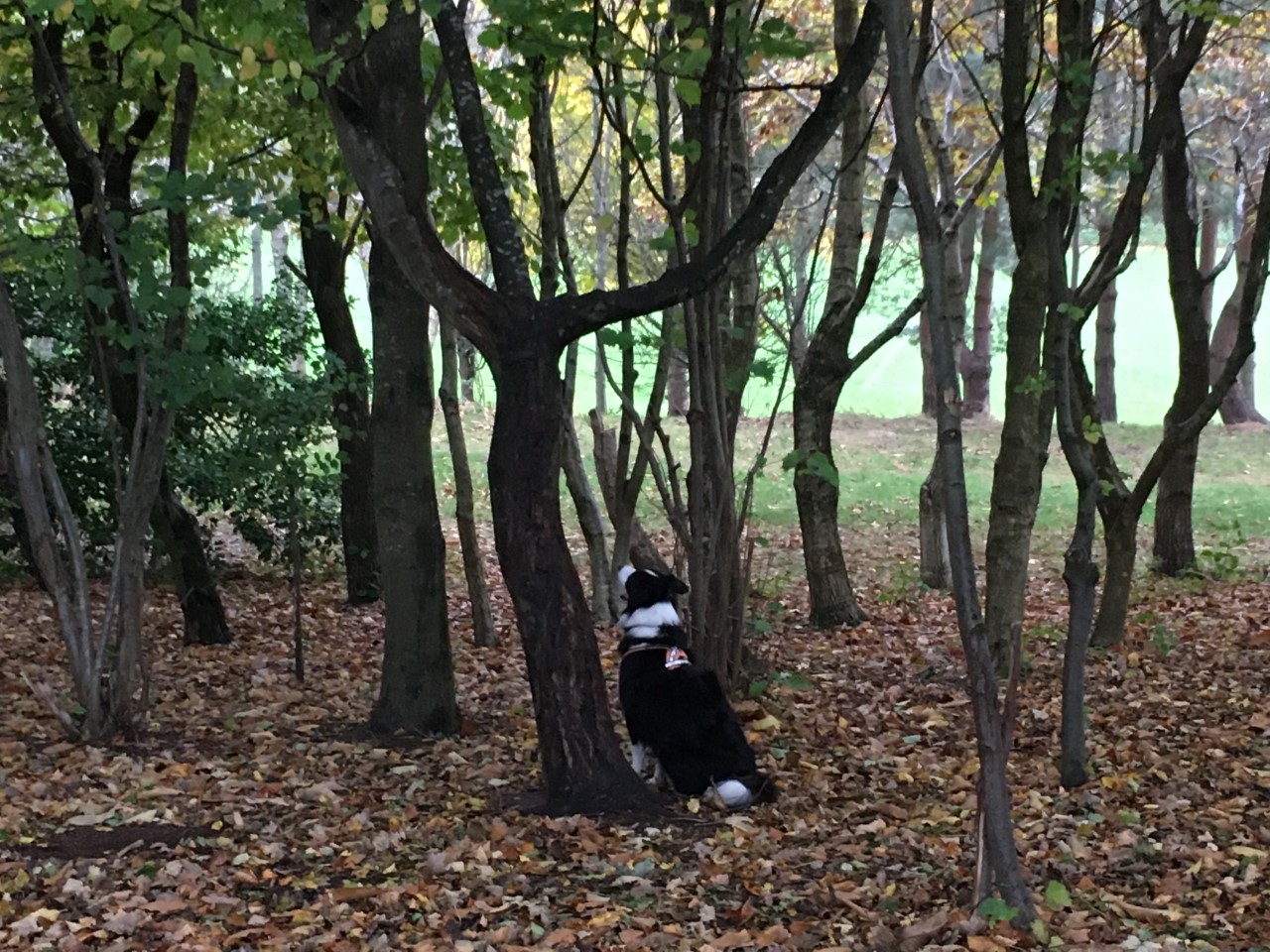 A photograph of Ben the Collie sitting in some woodland. Ben is sitting at the bottom of a tree looking up.