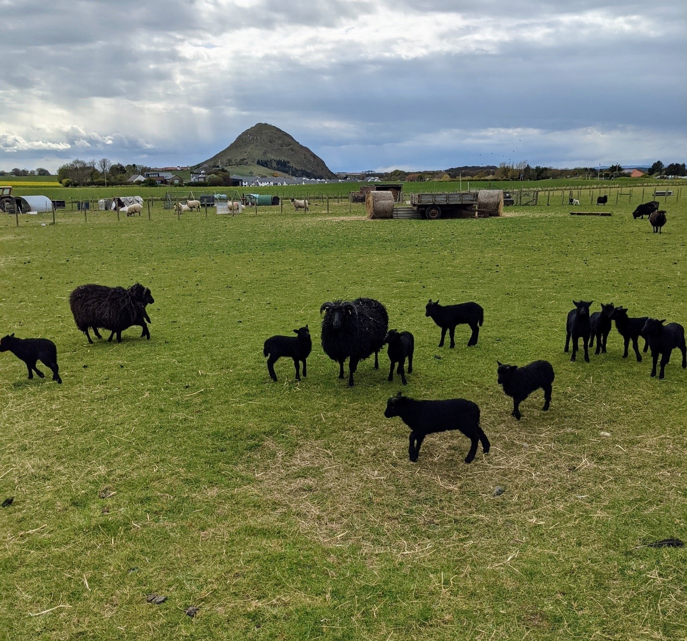 Photograph of black lambs in a field. Over head is blue and grey cloudy sky and in the distance a hill on the horizon. 