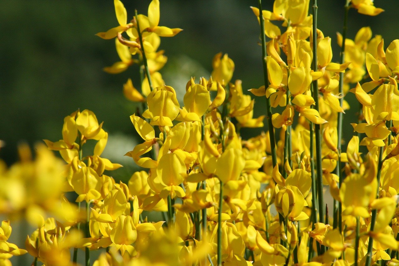 An up close photograph of gorse. There are green stems with bright yellow flowers on them. 