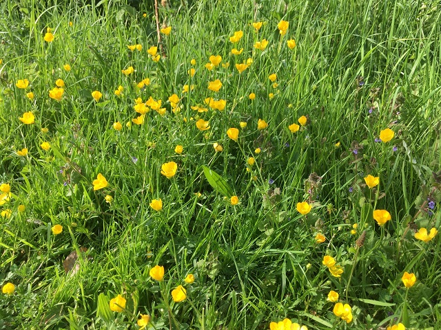 Photograph of green grass with yellow buttercups scattered throughout. 