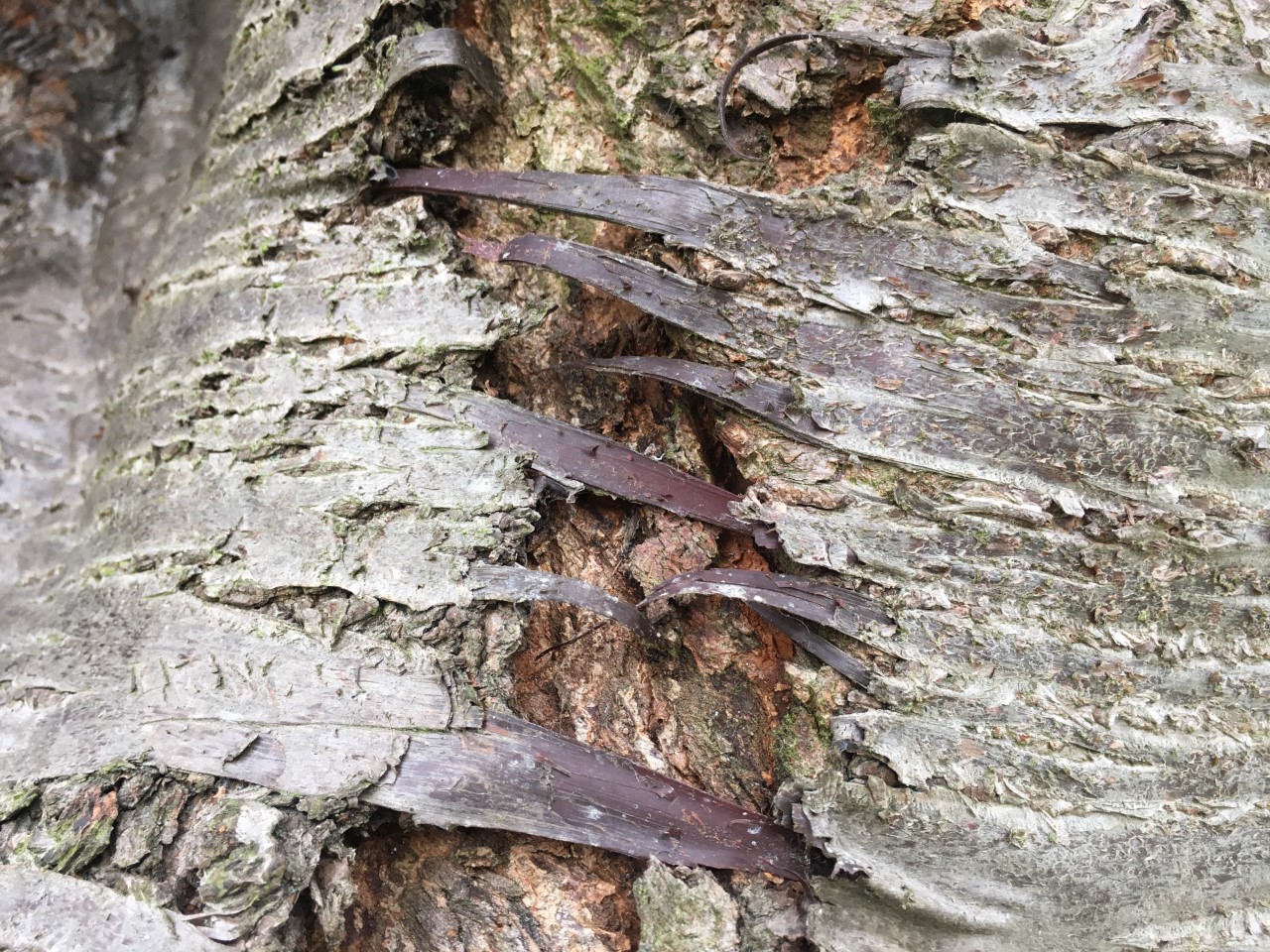 An upclose photograph of a cherry tree's bark showing the texture of the tree.