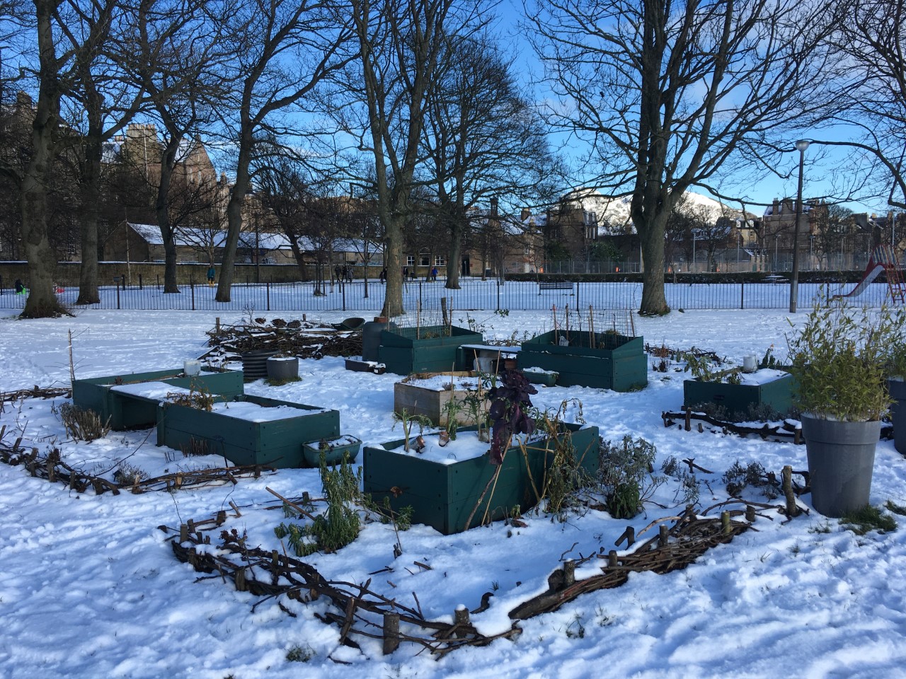 Photograph of a Community garden in the Meadows