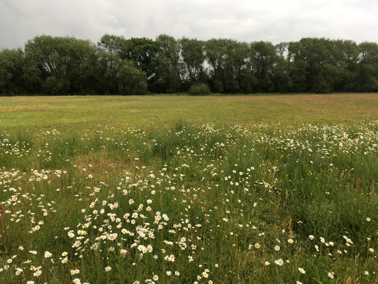 Country field with tall trees in the distance, a field in the middle of the photograph and long grass in the foreground. 