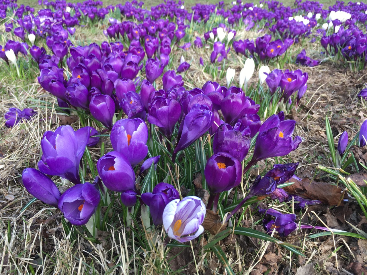 Photograph of purple and white crocuses surrounded by green grass.