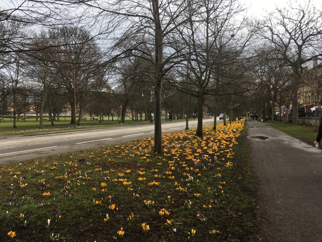 Photograph of crocuses beginning to emerge in the Meadows. 