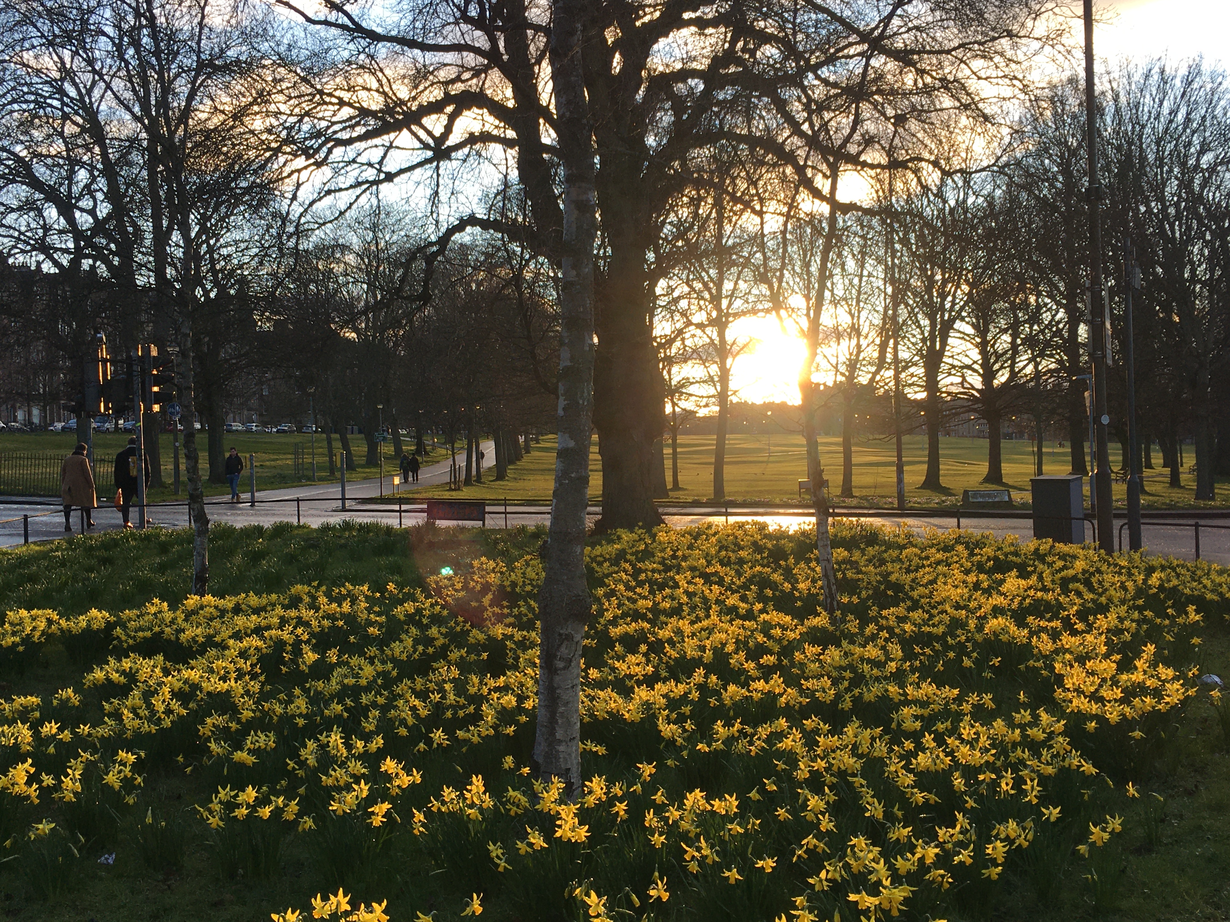 A tree surrounded by daffodils, with the sun setting in the distance 