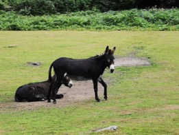 Photograph of two donkeys in a field, with trees and bushes in the background.