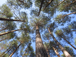 Photograph taken from the ground of tree trunks. Above the trees there is blue sky. 