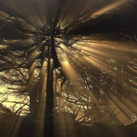 Photograph of light breaking through the trees, in woodland