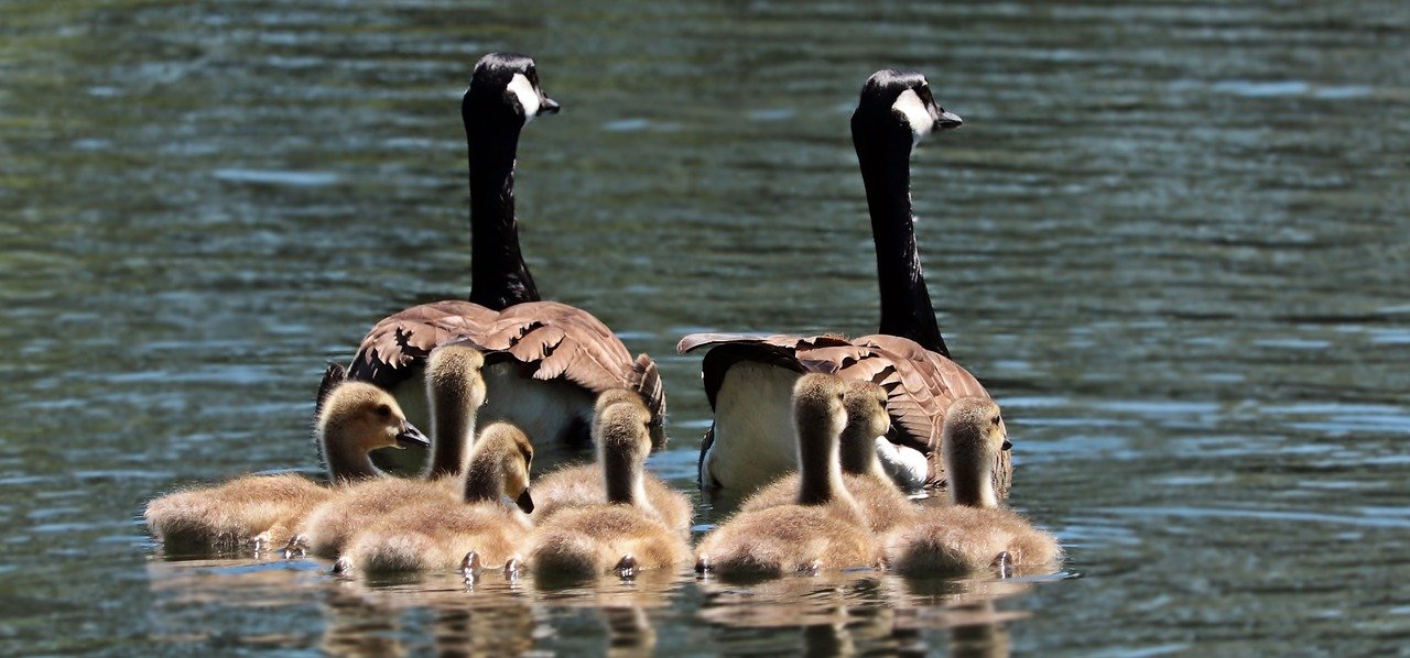 Photograph of two geese with their babies out on the water.