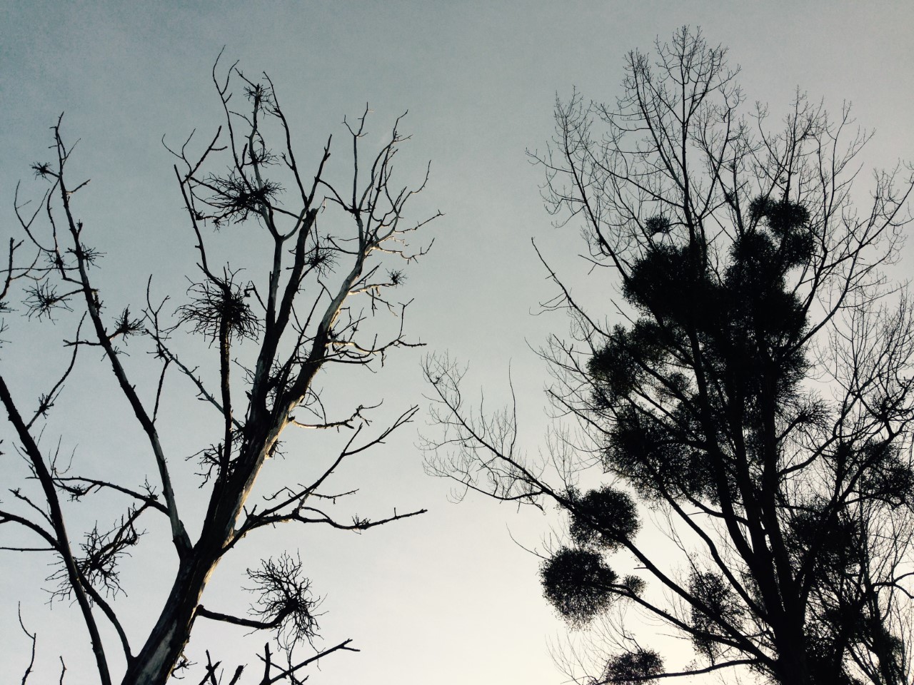 Grey evening sky with two flower silhouettes in the foreground 