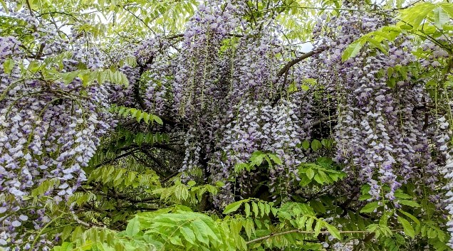 some ferns and flowers amongst greenery 