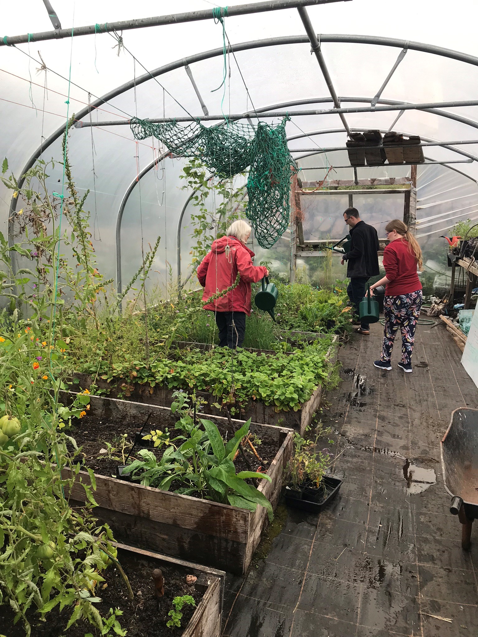 Photograph of gardening at Camas. The photograph shows three people inside a greenhouse tending to the plants. 