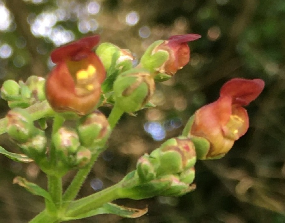 Photograph of a common figwort plant