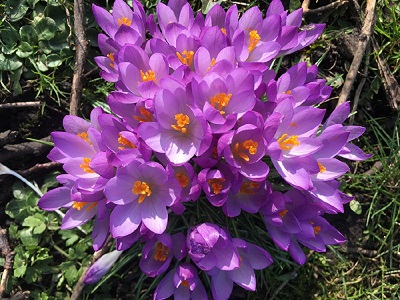 Photograph of purple crocuses