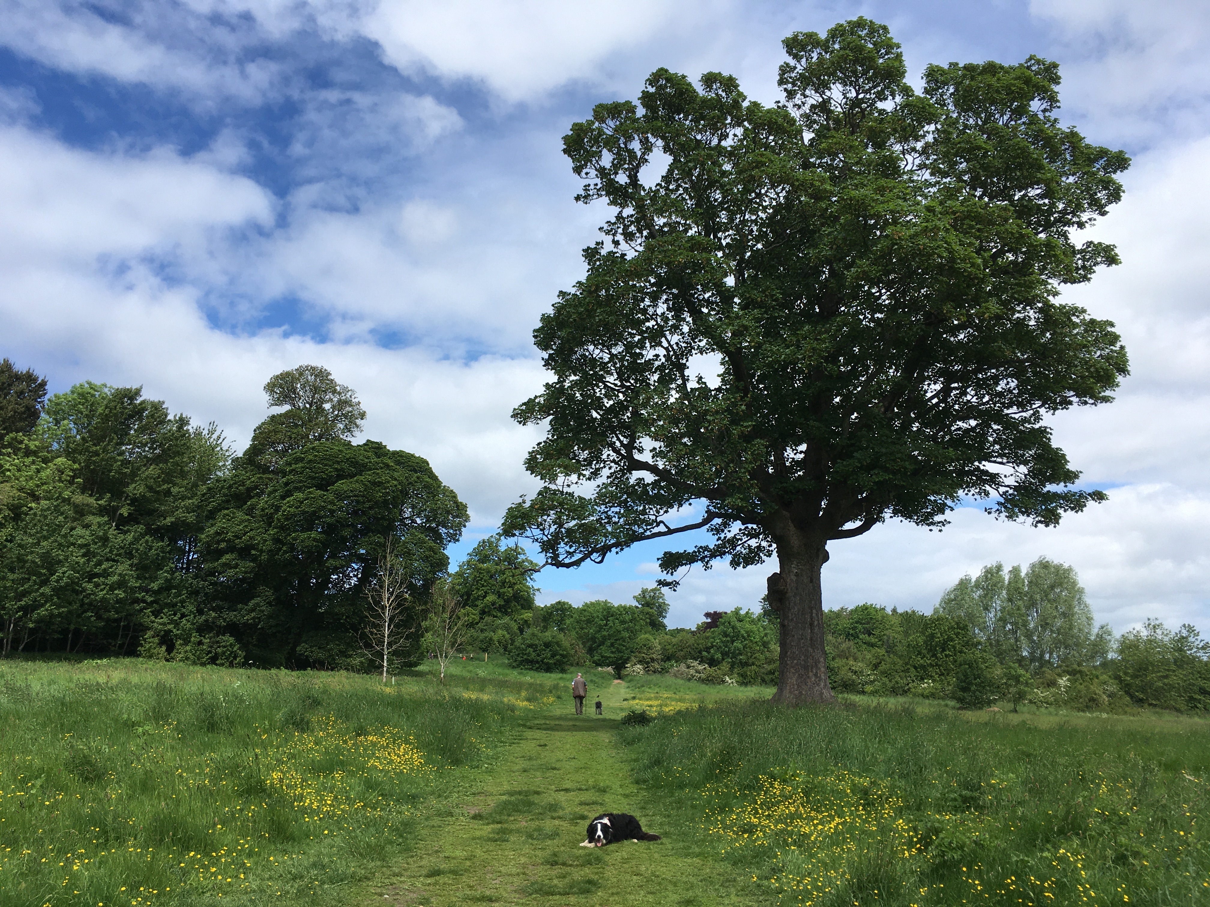 Photograph of Buttercups on the Cammo Estate. There is a path in the middle of the photograph with a collie dog lying down on it. One eitherside of the path are buttercups and in the distance there are trees. 