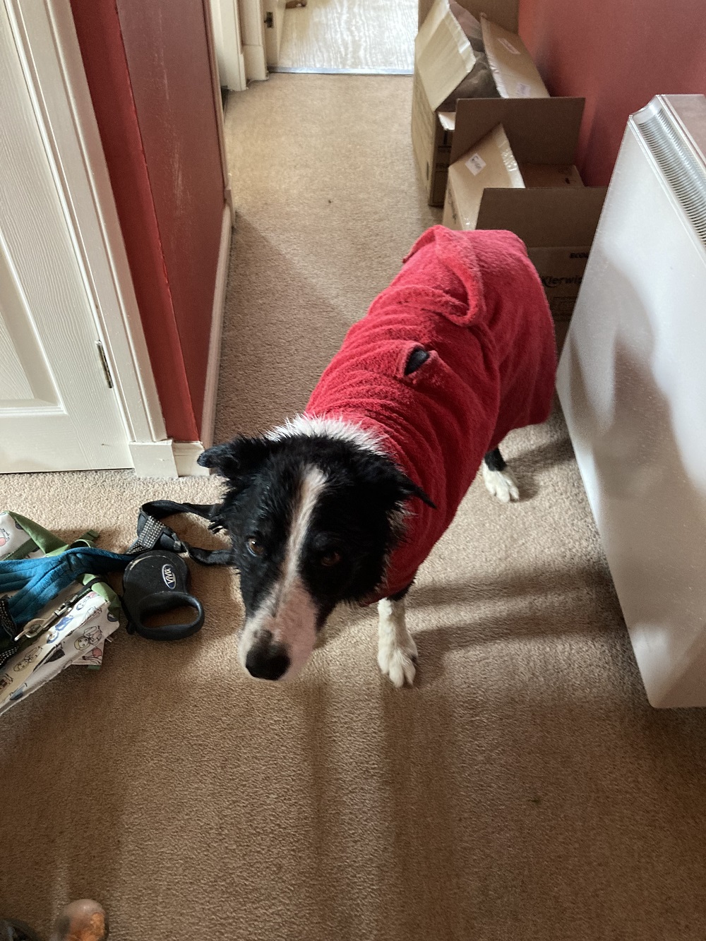 Photograph of Ben the Collie. Ben is has a red dressing gown tied around him. 