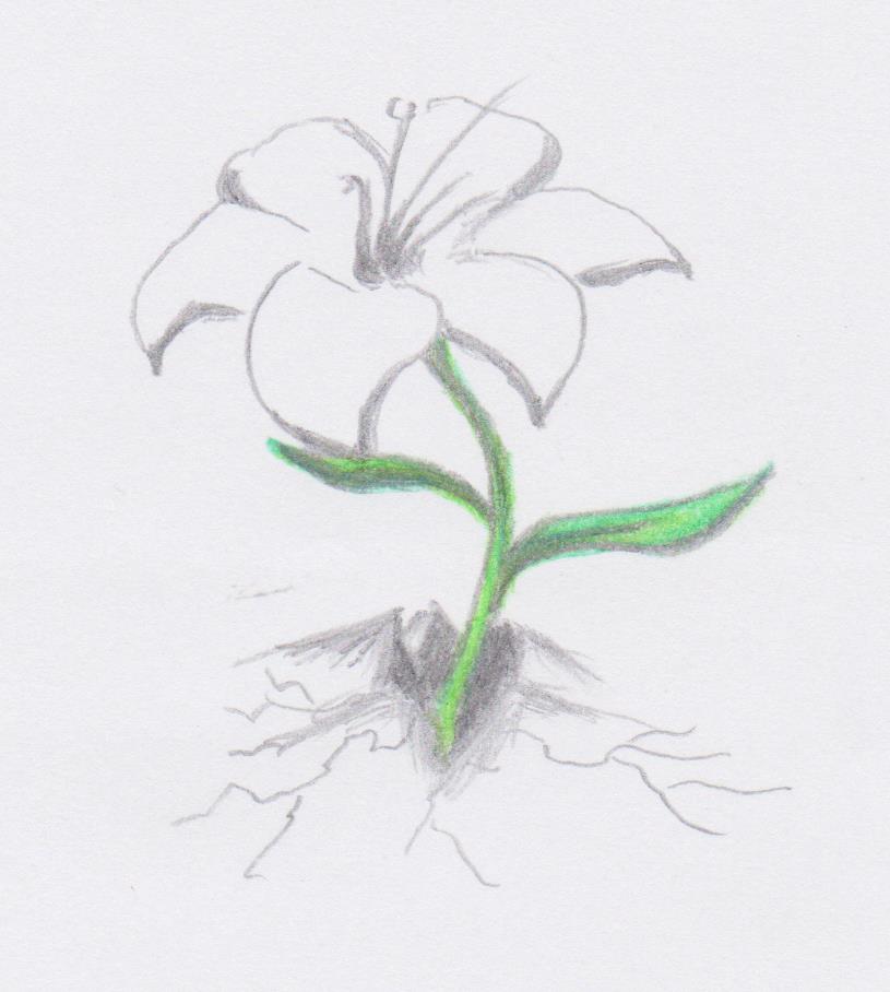 Drawing of a lily breaking through and growing through hard ground.