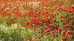 a field of poppies