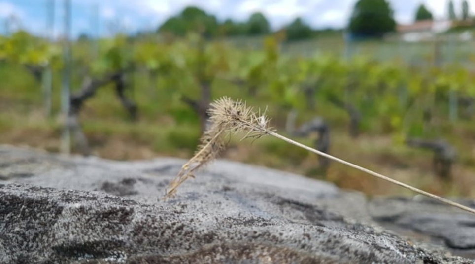 A stick with cotton on the end over a rock