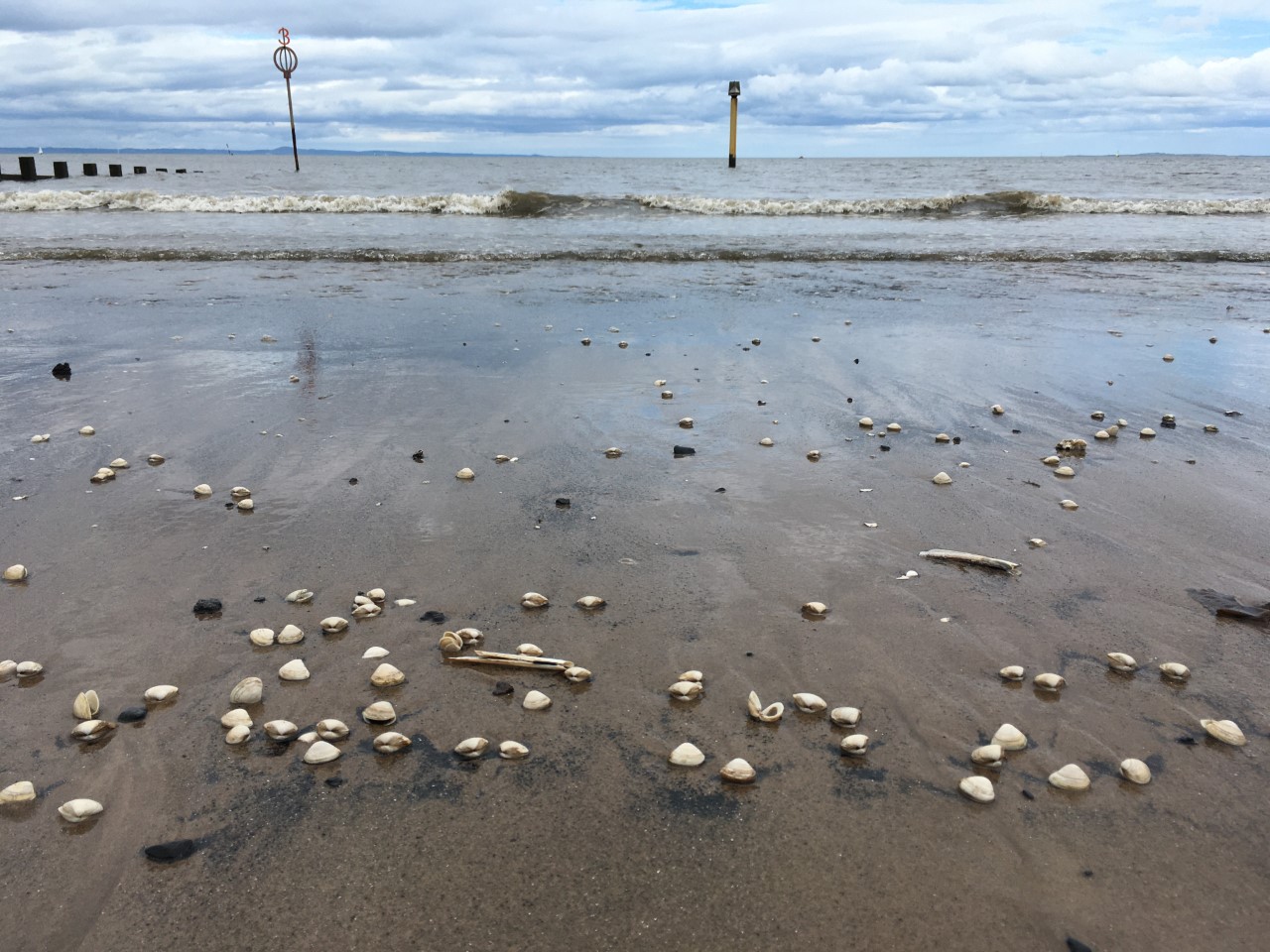 Photograph of Portobello beach with clam shells lying on the beach. 